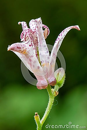 Toad lily Tricyrtis formosana flower in portrait Stock Photo